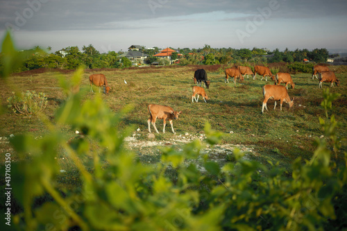 A peaceful rural scenery at sunset time. Domestic livestock on a green field in the country side.