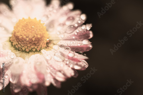 Tableau sur toile Vintage backdrop with copy space made of marguerite flower