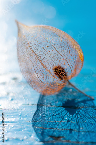 Backlit seasonal autumnal skeleton physalis flower with ornamental shadows.Vertical format floral macrophotography