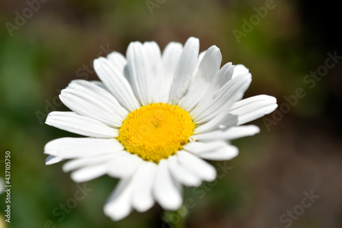 White daisy shot close up in the afternoon