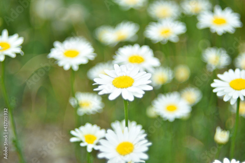 White chamomile flowers blur in bokeh in summer