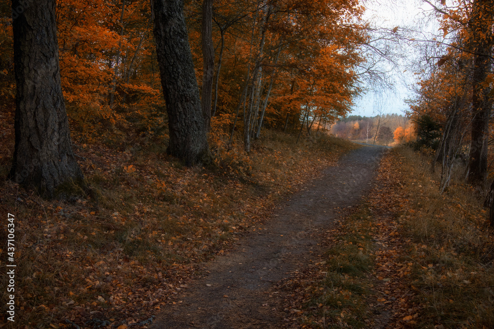 Path in the autumn forest surrounded by trees