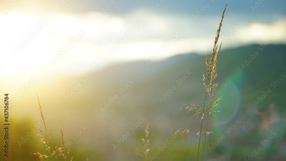 Fototapeta premium Landscape with flowers,gras and trees in focus with blurred background.