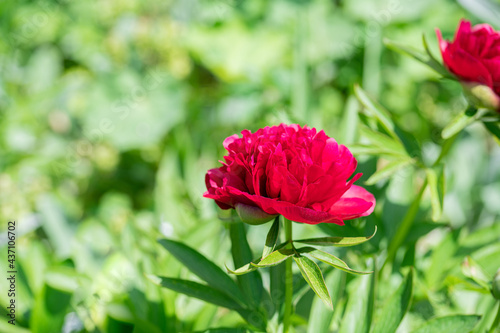 Rot pinke Strauchpfingstrosen Blüten / Pfingstrose