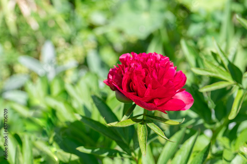 Rot pinke Strauchpfingstrosen Bl  ten   Pfingstrose