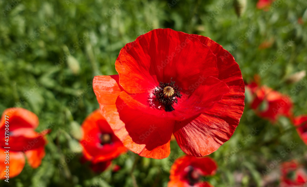 Nature springtime concept. Petal of red poppy flowers in the garden or meadow on a blurred green natural background. Floral backgrounds. High quality photo Nature springtime concept. Petal of red poppy flowers in the garden or meadow on a blurred green natural background. Floral backgrounds. High quality photo