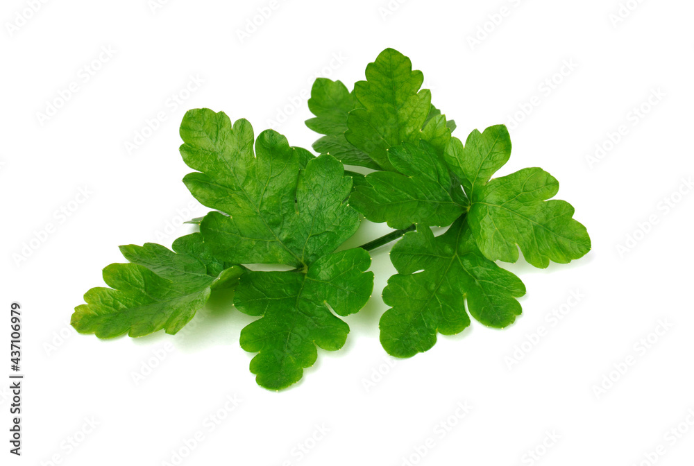 parsley isolated on white. fresh green vegetables