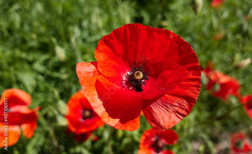 Nature springtime concept. Petal of red poppy flowers in the garden or meadow on a blurred green natural background. Floral backgrounds. High quality photo