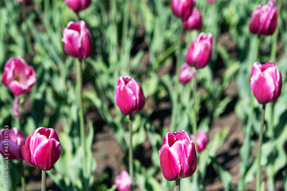  Floral background. Buds of rose tulips with fresh green leaves. Hollands pink tulip blooming in the field. Postcard, selective focus.