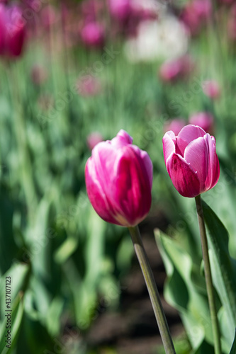  Floral background. Buds of rose tulips with fresh green leaves. Hollands pink tulip blooming in the field. Postcard  selective focus.