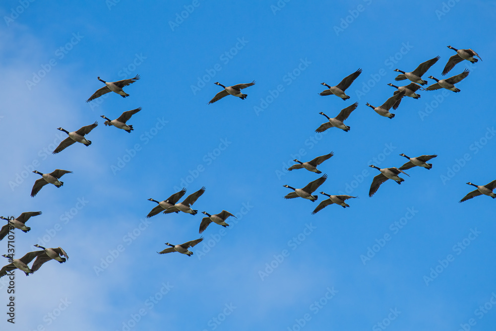 A skein of geese in flight with a bright blue sky