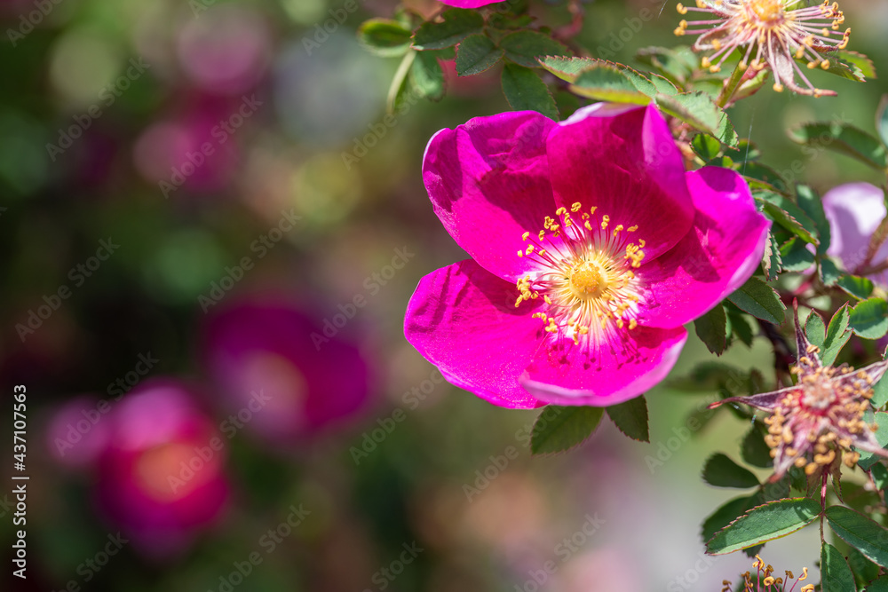 Obraz premium Pink blühende Nootka Rose