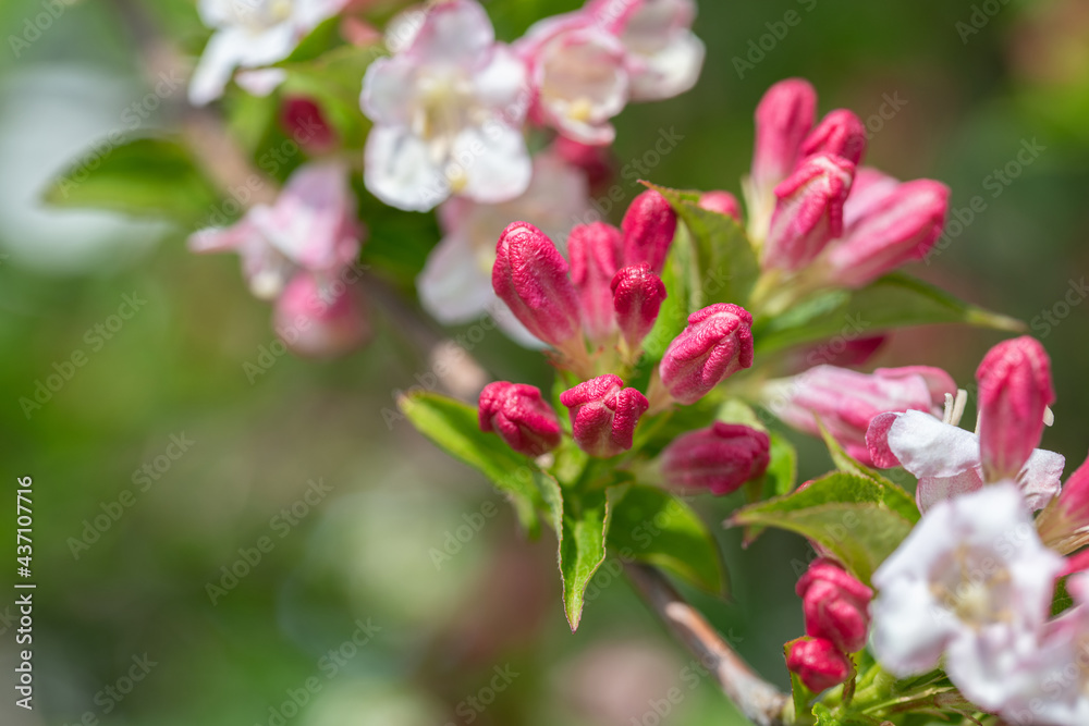 Weiß und pink blühende Azalee Knospen Weiß und pink blühende Azalee Knospen