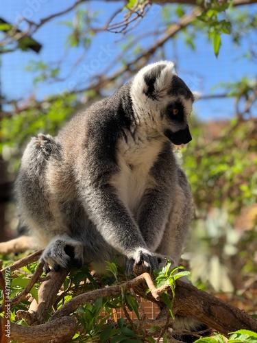 Fototapeta Naklejka Na Ścianę i Meble -  lemur on tree