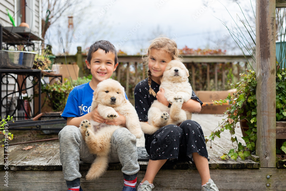 Boy and Girl Playing with Golden Retriever Puppies Boy and Girl Playing with Golden Retriever Puppies