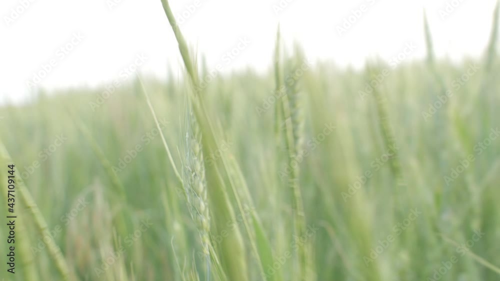 camera goes through green oat spikelets, walk on wheat field, nature background camera goes through green oat spikelets, walk on wheat field, nature background