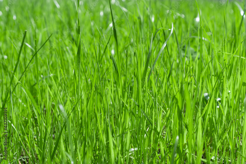 Fresh young green grass texture. Natural background. Selective focus.