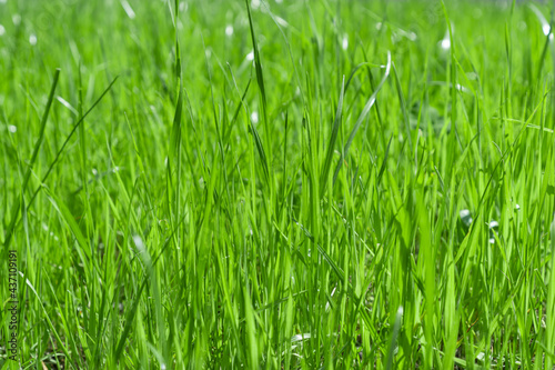 Fresh young green grass texture. Natural background. Selective focus.