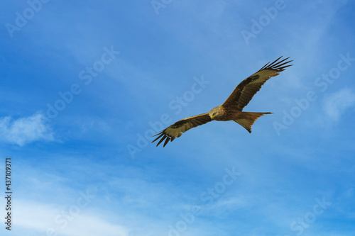 Ein Roter Milan wird auch Roter Adler genannt