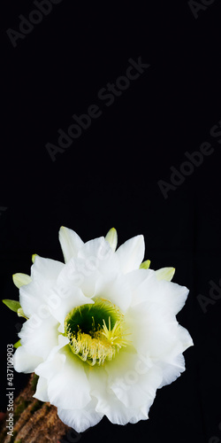 Echinopsis spachiana flower photo