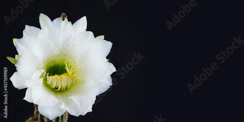 Pollinating bee. Echinopsis spachiana flower photo