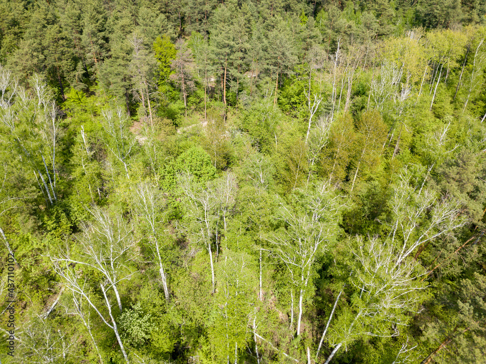 Green forest in spring. Aerial drone view. Green forest in spring. Aerial drone view.