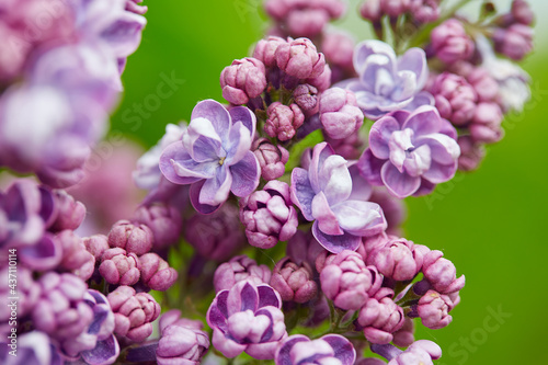 beautiful lilac flowers in a spring garden