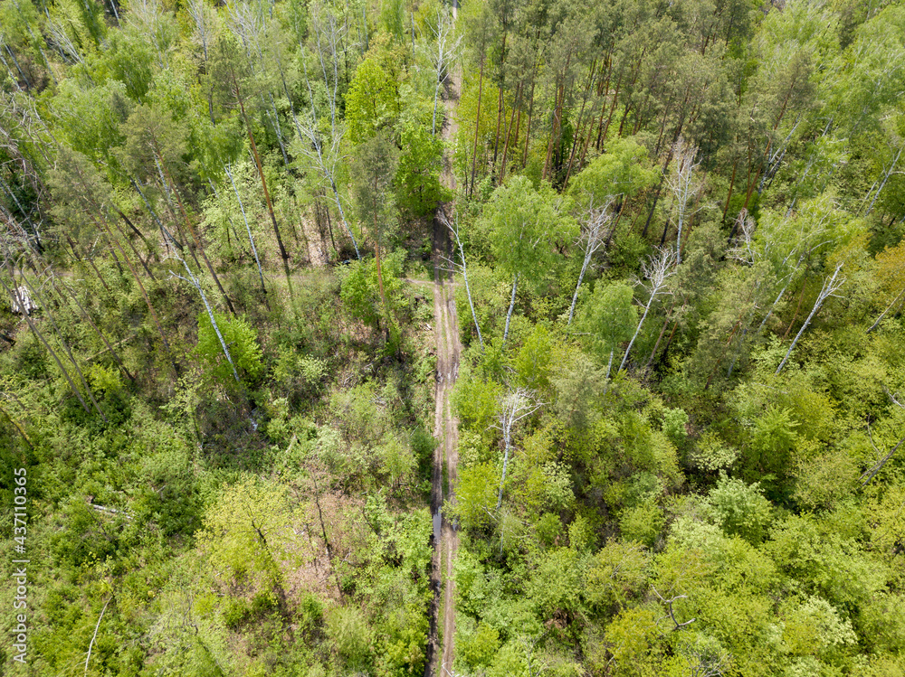 Green forest in spring. Aerial drone view. Green forest in spring. Aerial drone view.