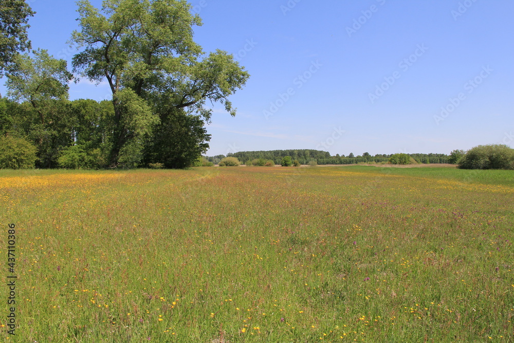 a natural wet grassland with yellow buttercups and purple wild orchids and trees and a blue sky in the background in springtime