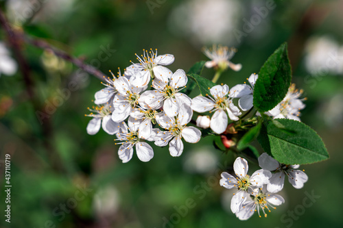 Bird cherry tree in blossom. Close-up of a flowering Prunus padus tree with white little blossoms. Natural background. Selective focus.