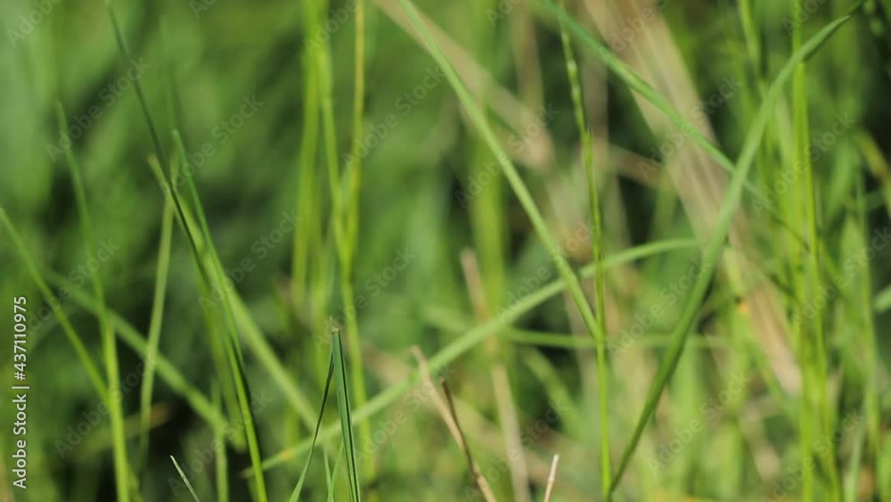 Grass sways in the wind. Green grass texture close up. Grass background. Swaying grass. Grass sways in the wind. Green grass texture close up. Grass background. Swaying grass.