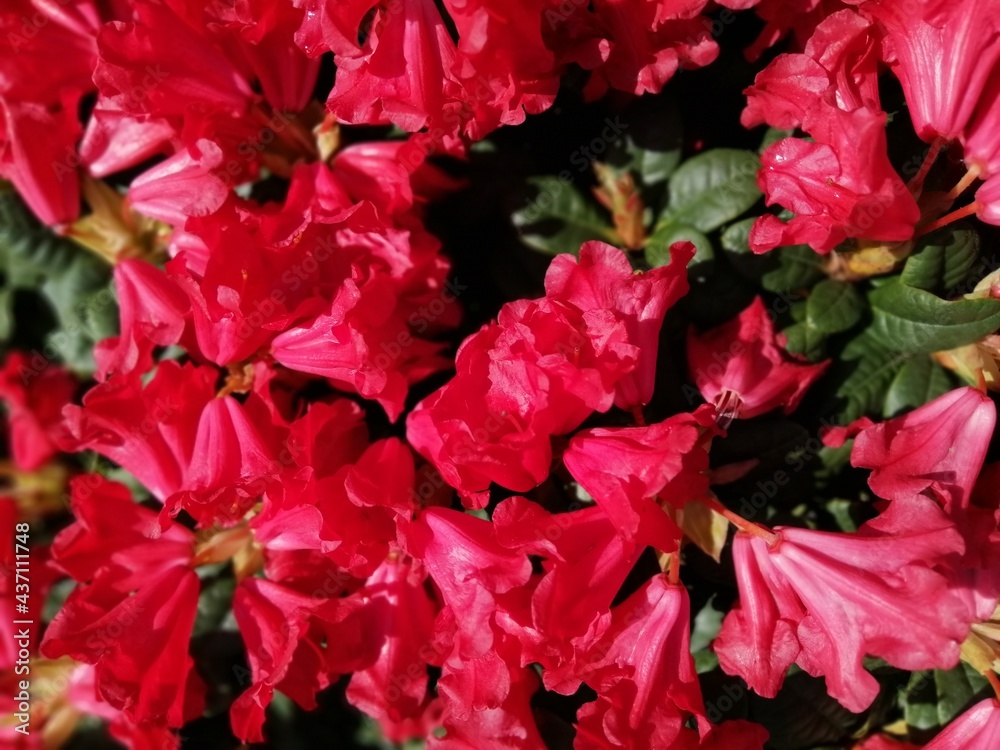 extremely beautiful and colorful creeping blooming red Rhododendron Scarlet Wonder with huge bell-shaped flowers.floral background 