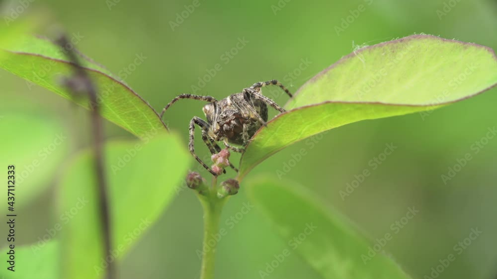 Macro of a orb-weaving spider (Araneus angulatus) sitting on a plant leaf awaiting prey. Macro of a orb-weaving spider (Araneus angulatus) sitting on a plant leaf awaiting prey.