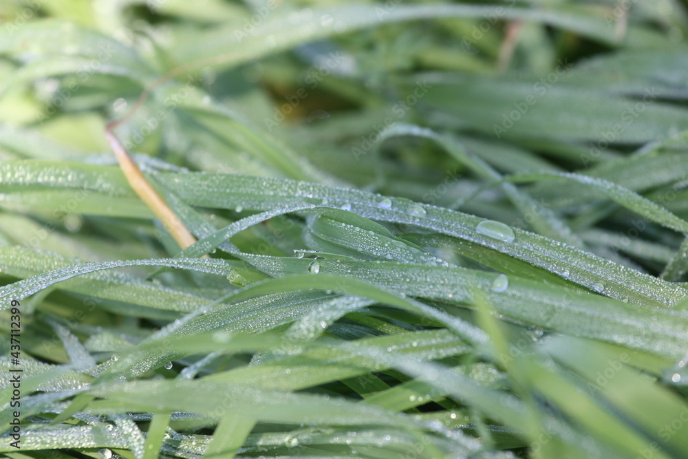 Drops of water on the grass. Morning dew