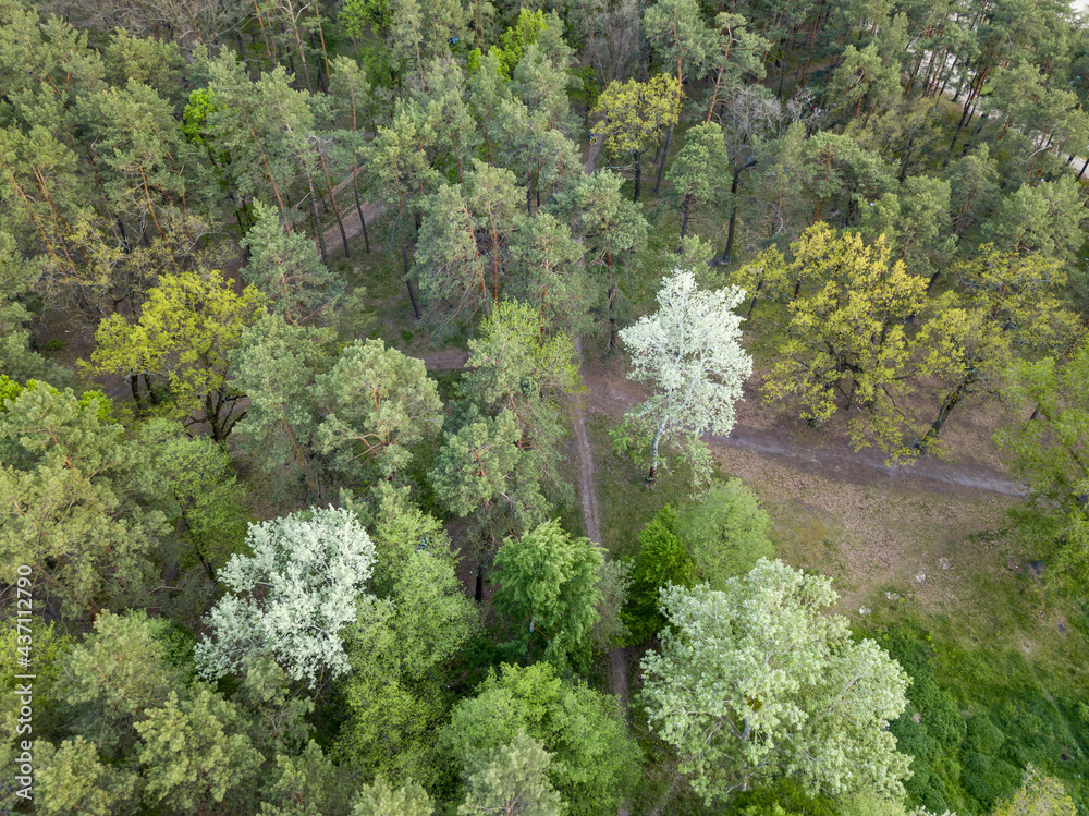 Naklejka premium Green forest in spring. Aerial drone view.