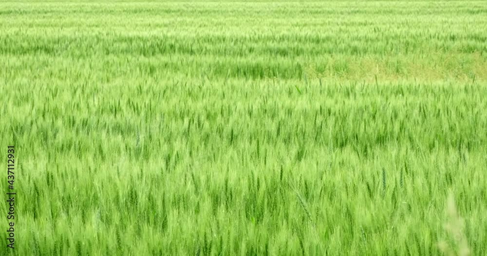 Green wheat field, rural Scenery. Lush wheat spikelets sway in wind. Harvest organic cultivate in field. Concept of rich harvest, cereal land, agricultural industry. Beautiful Nature, slow motion Green wheat field, rural Scenery. Lush wheat spikelets sway in wind. Harvest organic cultivate in field. Concept of rich harvest, cereal land, agricultural industry. Beautiful Nature, slow motion