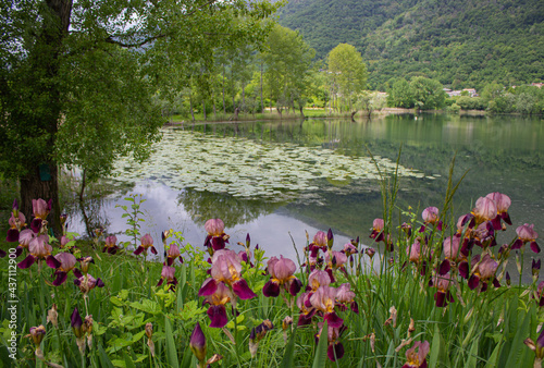 Mountain summer landscape. Small lake in the Treviso Pre-Alps surrounded by greenery. Iris flowers around the lake. Revine Lake, Treviso, Italy.