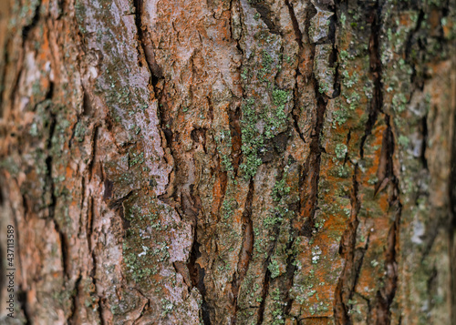 The texture of the bark of an old apple tree, background.