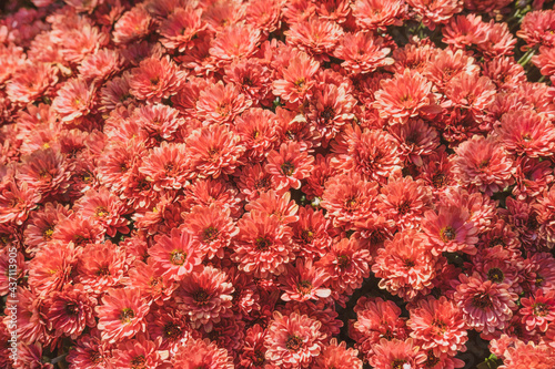 Floral background with chrysanthemums. Autumn bright flowers for postcard and banner.