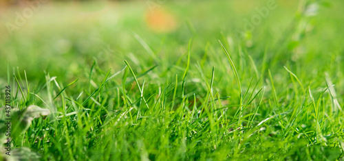 Beautiful blurred background with grass. Summer grass photo