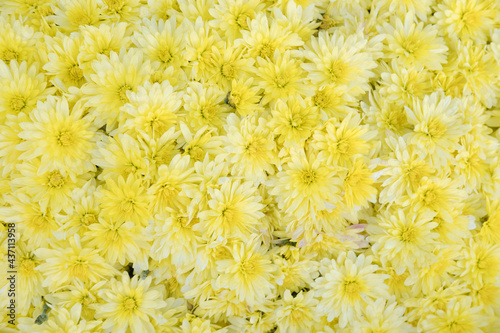 Beautiful floral background with yellow chrysanthemums. Postcard with autumn chrysanthemums. Autumn flowers close up