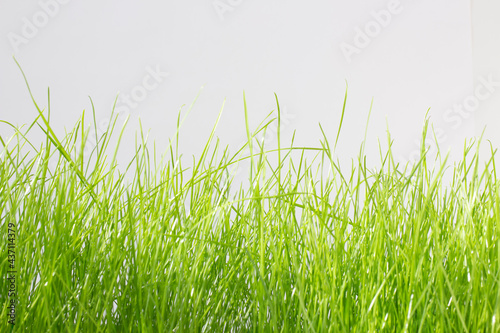 Green lawn grass on a light gray background