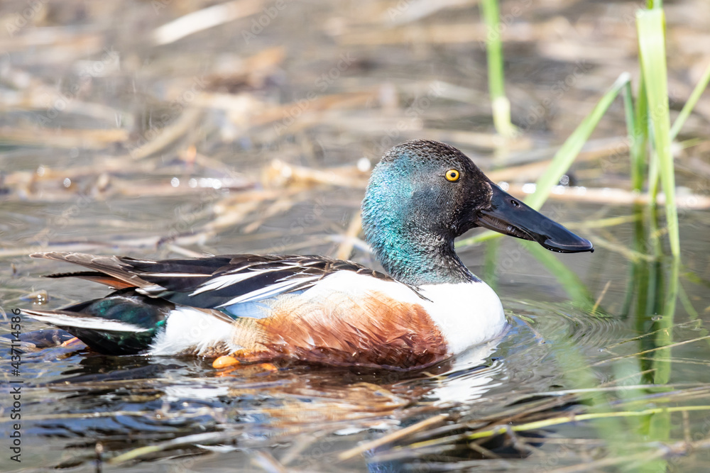 Fototapeta premium Handsome Male Northern Shoveler Duck Swims on a Quiet Pond