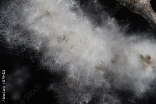 White fluffy cotton from a cottonwood tree. photo