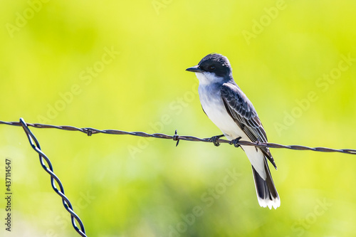Eastern Kingbird on Barbed Wire Fence at Malheur NWR © Jeff Huth