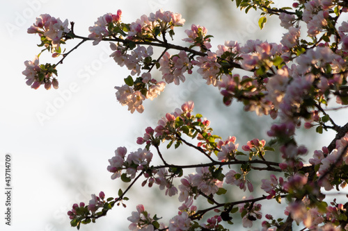 Beautiful blooming apple blossoms on a sunny summer evening