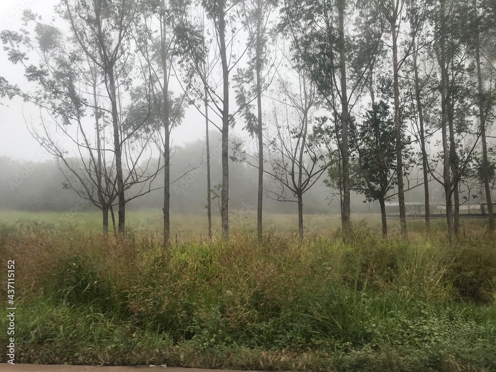 floresta de neblina