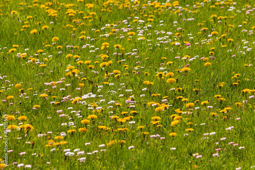 Green meadow with blooming dandelions and other flowers
