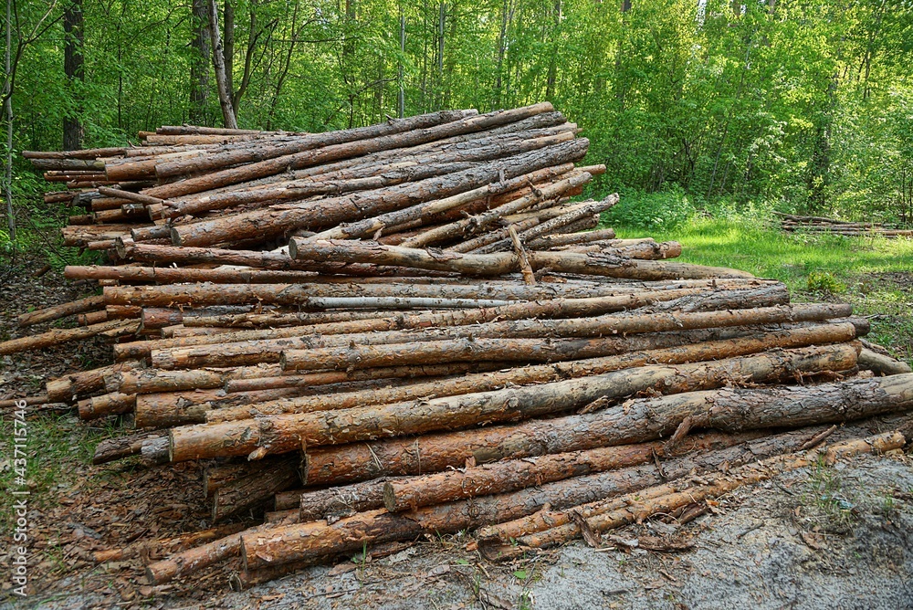 a big pile of brown logs among the pine trees in the forest