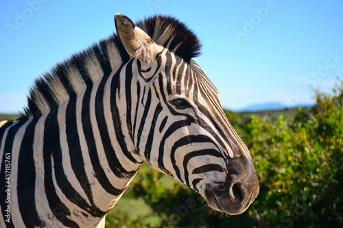 Zebra in the wild and up close and personal posing nicely for the camera, Taken in Addo National Park in the Eastern Cape